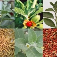 Ginseng Indian-Ashwaganda-Withania somnifera