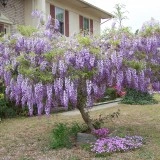 Glicina mov-Wisteria floribunda - Img 4