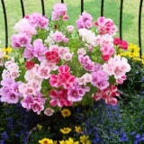 Godetia grandiflora - Img 1