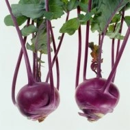 Gulie Purple
