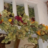 Hamei-Humulus lupulus
