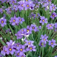 Iarba cu ochi albastri-Sisyrinchium Angustifolium