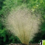 Iarba decorativa Agrostis nebulosa