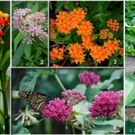 Iarba fluturilor-Asclepias incarnata - Img 2