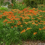Iarba fluturilor-Asclepias tuberosa