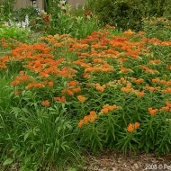 Iarba fluturilor-Asclepias tuberosa - Img 5
