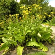 Iarbă mare-Inula helenium - Img 4