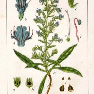 Iarba Sarpelui-Echium vulgare - Img 8