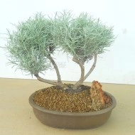 Imortela-Helichrysum italicum - Img 6