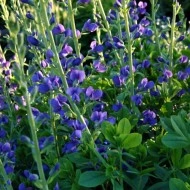 Indigou Salbatic-Baptisia Australis - Img 4