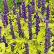 Korean mint-Agastache rugosa Golden Jubilee - Img 1
