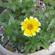 Layia Platyglossa
