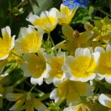 Limnanthes douglasii - Img 2