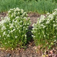 Lingureaua-Cochlearia officinalis - Img 4