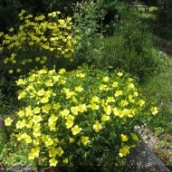 Linum flavum Compactum-In decorativ galben - Img 3