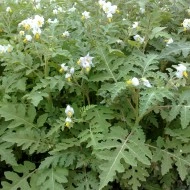 Litchi Tomato-Solanum Sisymbriifolium - Img 2