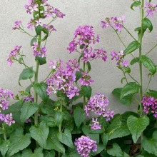 Lunaria Annua mix - Img 6