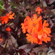 Lychnis Arkwrightii Vesuvius