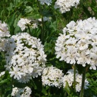 Lychnis chalcedonica white