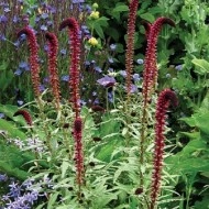 Lysimachia Atropurpurea Beaujolais - Img 6