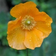 Mac Meconopsis Cambrica var.Aurantiaca - Img 1