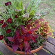 ﻿Macris Red veined-Rumex Sanguineus