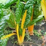 Mangold Canary Yellow