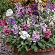 Mixandra-Matthiola incana