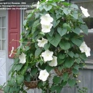 Moonflower-Ipomoea alba - Img 3