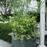 Nicotiana-Regina noptii Lime Green - Img 8