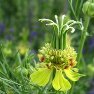 Nigella Orientalis Transformer