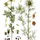Nigella Sativa-Negrilica - Img 5