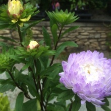 Ochiul boului-Callistephus chinensis Paeony Tower Silver