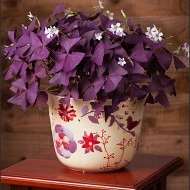 Oxalis Triangularis - Img 5