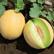 Pepene galben Cantaloupe Honeydew