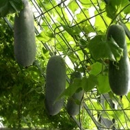Pepene galben de iarna Wax Gourd