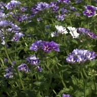 Phlox Drummondii Sugar Stars - Img 2