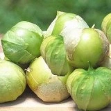 Physalis philadelphica-Cherry Tomatillo verde