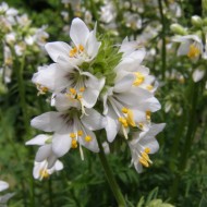 Polemonium Caeruleum-Jacob's Ladder White