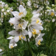 Polemonium Caeruleum-Jacob's Ladder White