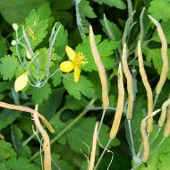Rostopasca-Chelidonium Majus