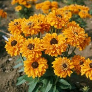 Rudbeckia Hirta Goldilocks