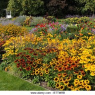 Rudbeckia Hirta Rustic Dwarfs Mixed