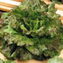 Salata Iceberg-Maravilla de Verano - Img 4
