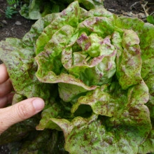 Salata Sanguine Amelioree