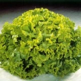 Salata verde creata Lolo Bionda
