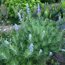 Salvia Jurisicii