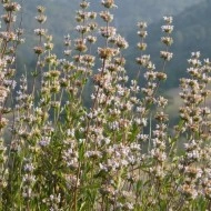 Salvia Mellifera-Black Sage - Img 2