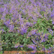 ﻿Salvia Miltiorrhiza-Red Sage