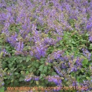Salvia Miltiorrhiza-Red Sage - Img 4